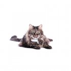 Tractive Ikati GPS de Seguimiento y Actividad Para Gatos