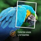 Cartucho Tinta Compatible Canon CLI526 Cian
