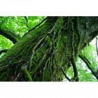 Sony Carl Zeiss Sonnar T* FE 55mm f/1.8 ZA