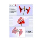 Plastificatori Olympia 1x100 DIN A4 80 micron Trasparenti