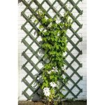 Treillis Nature Expandible Vert 50x150 cm FSC - Mots plats 18x6 mm