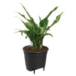 Inserto Autoannaffiante Elho Ø33 cm Nero per Vasi d'Interno - Plastica 100% Riciclata
