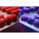 Razer Huntsman V2 TKL Teclado Mecánico Gaming RGB Switch Purple US Layout