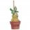 Nemesis Now Harry Potter Mandrake Hängeornament 9,5