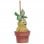 Nemesis Now Harry Potter Mandrake Ornamento da appendere 9.5