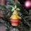 Nemesis Now Harry Potter Mandrake Hängeornament 9,5