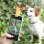 Pince à selfie Pefie Innovagoods pour animaux de compagnie