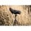Alpen OpticsLunette d'observation Apex 20-60x80