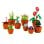 LEGO Icons Plantes Miniatures 10329 758 pièces