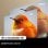 Projecteur laser Hisense C2 4K Trichrom, 2000 lumens, HDR, son JBL