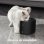 Cecotec Pumba 6000 Purrfect Meal Smart Vision Comedero Mascotas + Pumba 2500 Refresh Smart Bebedero