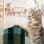 Cecotec Pumba 6000 Purrfect Meal Smart Vision Comedero Mascotas + Pumba 2500 Refresh Smart Bebedero