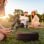 Altavoces LG xboom Bounce by will.i.am portátiles inalámbricos 2.1 canales 40W con Bluetooth