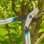 Gardena Energycut Basic Green Wood Gartenschere - 12021-20