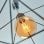 Bombilla inteligente Shelly Vintage G125 Wi-Fi LED E27 regulable marrón claro