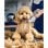 Oneisall Kit Cortapelos Perros y Mascotas 2 en 1 Inalámbrico IPX7 8 Peines Cuchillas Profesionales