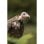 Canon RF 200–800 mm F6.3–9 IS USM Telezoomobjektiv, 5,5 Blendenstufen, IS, staub- und wetterbeständig