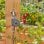 Automatischer Gartenbewässerungsregler Gardena Water Control Easy, 15 Programme, 2 AA Batterien