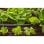 Flex Gardena 13mm Verbindungsschlauch 20m Flexibles Micro-Drip-System Rohr UV-beständig
