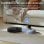Roborock QV 35A Robotersauger mit 8000Pa Saugleistung und Doppelrotations-Mopp