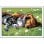 Kit de Pintura por Números Ravensburger CreArt Sleeping Cats and Dogs Acrílico 1 Imagem 10 Cores