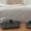 Cubo de rangement Peak Design Medium V2 vert sauge BPC-M-SG-2