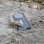 JCB Toughphone MAX Pro P20 5G 12GB 512GB 6.6" Gris