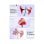 Plastificatori Olympia 1x100 DIN A4 80 micron Trasparenti