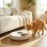 Pawhut Comedero Automático Para Gatos Y Perros Con Temporizador Paquete De Hielo