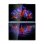 Portatile Lenovo Yoga Book 9 14IAH10 14" Intel Core Ultra 7 255H 32GB Intel Arc 140T 1TB SSD Windows 11 doppio schermo