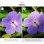 Makro-Ringblitz JJC MRL-TG1 Olympus TG-7/TG-6/TG-5