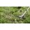 Cortabordes Bosch BrushCut 36V Inalámbrico 33 cm Verde