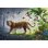 Puzzle Ravensburger 500 pièces Tigre dans la jungle en bois