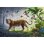 Puzzle Ravensburger 500 pièces Tigre dans la jungle en bois