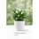 Maceta De Plástico Para Jardín, Terraza O Balcón | Color: Blanco | Diámetro: 24 Cm | Diseño Oasis