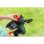 Desbrozadora inalámbrica 2 en 1 Bosch UniversalGrassCut 18V-260 26 cm Kit 18V 2,0Ah