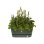 Macetero Elho Greenville Terrase 80 Oval avec Roues 42 L - Plastique Recyclé
