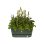 Macetero Elho Greenville Terrase 80 Oval avec Roues 42 L - Plastique Recyclé