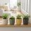 Jardinière Ronde Deroma 236 13L Ø29cm Jaune Mat avec Bac de Détente