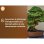 Bonsai-Substrat OR Brun 6L mit Puzzolana - Sofort Verwendbar