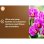 Sustrato para Orquídeas OR BRUN 6 L Biodegradable