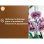 Sustrato para Orquídeas OR BRUN 6 L Biodegradable