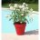 Macetero redondo Riviera Soleilla Granate 59 cm 85 L Polipropileno