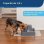 Fontaine à eau PetSafe Drinkwell 1,8L sans BPA pour chats et petits chiens