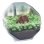 Kit Mini-Terrarium Bär Clementoni - Transparenter Behälter, Samen, Illustriertes Handbuch