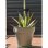 Macetero Riviera Soleilla Rond 50 cm Vert Argile Mat 50 L avec Plateau Amovible