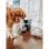 Distribuidor Automático PetSafe Smart Feed Wi-Fi 2,4 kg 12 Refeições/Dia