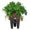 Vaso para Morangos Elho Green Basics 33 cm Negro Reciclado