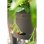 Vaso para Morangos Elho Green Basics 33 cm Negro Reciclado