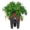 Vaso para Morangos Elho Green Basics 33 cm Negro Reciclado